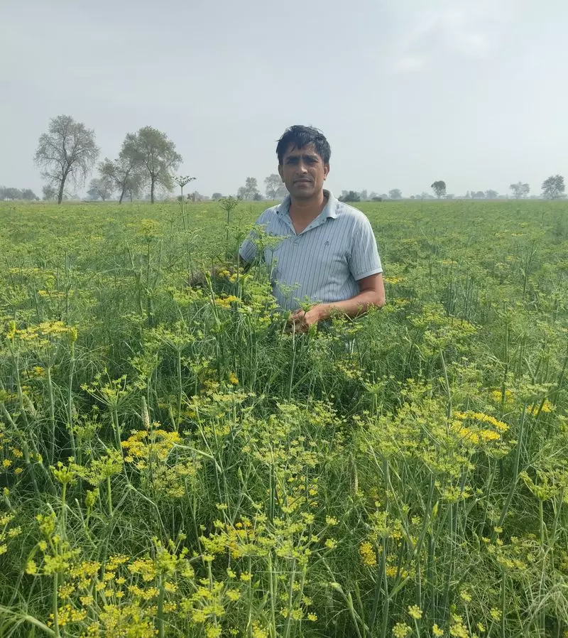 Haryana : सौंफ की खेती ने कैसे सिरसा के एक गांव को बदल दिया Haryana : सौंफ की खेती ने कैसे सिरसा के एक गांव को बदल दिया