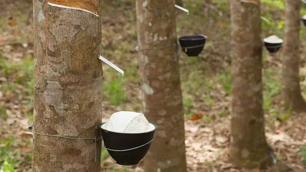 Tripura रबर की गुणवत्ता और मूल्य बढ़ाने के लिए 28 स्मोक हाउस बनाएगा Tripura रबर की गुणवत्ता और मूल्य बढ़ाने के लिए 28 स्मोक हाउस बनाएगा
