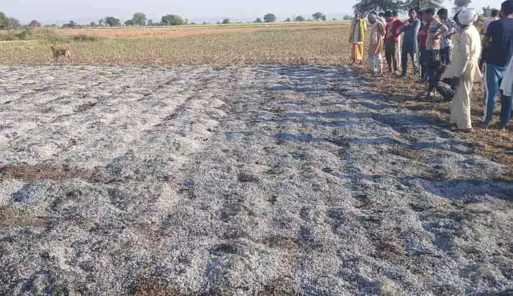 चना फसल आग में जलकर स्वाहा, प्रभावित किसान को हुआ लाखों रुपये का नुकसान चना फसल आग में जलकर स्वाहा, प्रभावित किसान को हुआ लाखों रुपये का नुकसान