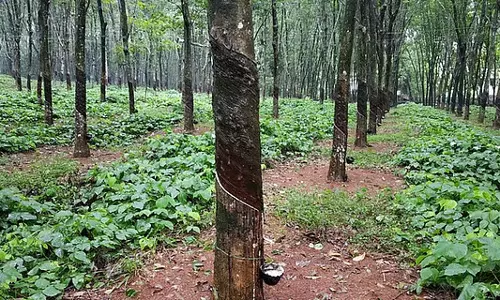 Tamil Nadu: कुमारी जिले में रबर उत्पादन में कमी से कीमतें बढ़ीं Tamil Nadu: कुमारी जिले में रबर उत्पादन में कमी से कीमतें बढ़ीं
