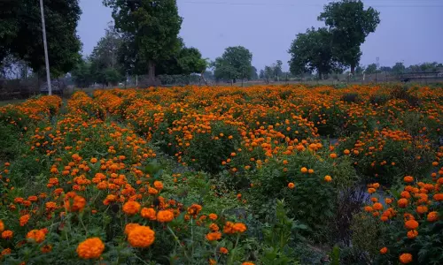 किसानों को फल फूल की खेती करने प्रोत्साहित कर रहे हैं CM विष्णुदेव साय