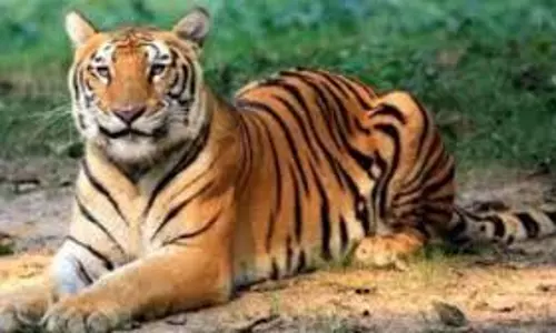 Shahjahanpur : बाघ देखे जाने से दहशत में ग्रामीण