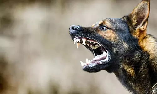 कुत्ते के काटने पर पड़ोसी से झगड़ा करने वाले व्यक्ति पर क्रिकेट बैट से हमला; अस्पताल में भर्ती