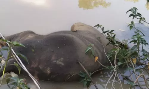 तालाब में हाथी के शावक की मौत