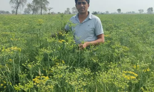 Haryana :  सौंफ की खेती ने कैसे सिरसा के एक गांव को बदल दिया