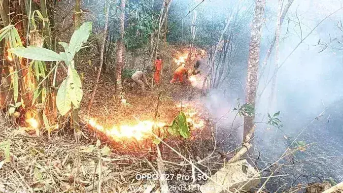 Nagaland : वोखा इलाके में भीषण जंगल की आग Nagaland : वोखा इलाके में भीषण जंगल की आग