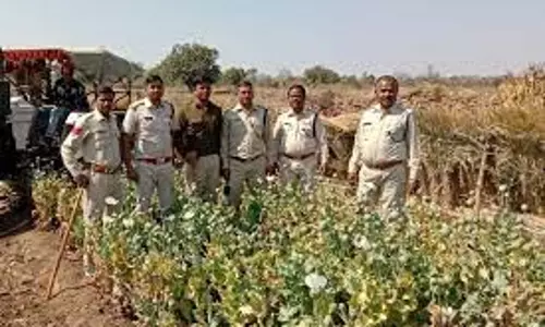 Chhatarpur: अफीम की खेती पर पुलिस ने मारा छापा, आरोपी गिरफ्तार