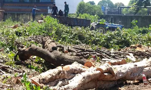 Jalandhar: गांधी वनिता आश्रम में 20 पेड़ काटकर महिला छात्रावास बनाया जाएगा