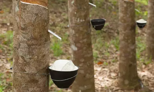 Tripura रबर की गुणवत्ता और मूल्य बढ़ाने के लिए 28 स्मोक हाउस बनाएगा