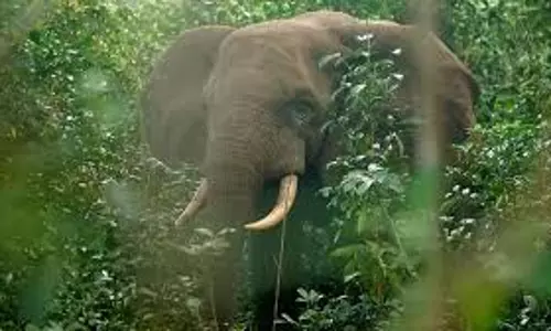 Thrissur में जंगली हाथियों के झुंड से भागते समय महिला घायल