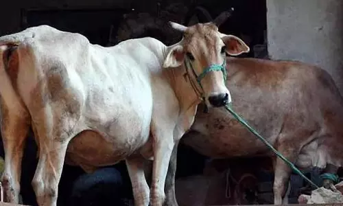 UP: गोहत्या मामले में दोषी गिरफ्तार!