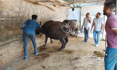 Baran: जिले में खुरपका-मुंहपका टीकाकरण अभियान प्रारंभ Baran: जिले में खुरपका-मुंहपका टीकाकरण अभियान प्रारंभ