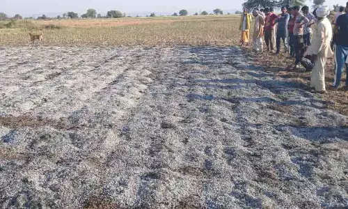 चना फसल आग में जलकर स्वाहा, प्रभावित किसान को हुआ लाखों रुपये का नुकसान