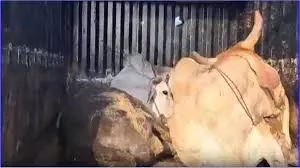 Delhi: नूंह में मुठभेड़ के बाद गौ तस्करी आरोप में 3 लोग गिरफ्तार Delhi: नूंह में मुठभेड़ के बाद गौ तस्करी आरोप में 3 लोग गिरफ्तार