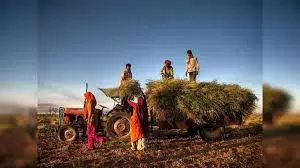 Haryana : किसानों को जल संरक्षण, फसल विविधीकरण के लिए प्रोत्साहन का इंतजार Haryana : किसानों को जल संरक्षण, फसल विविधीकरण के लिए प्रोत्साहन का इंतजार