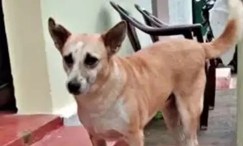 प्रजनन करने वाले कुत्तों के लिए थूथन अनिवार्य: उल्लंघन करने पर मालिकों पर 1,000 रुपये का जुर्माना लगाया जाएगा