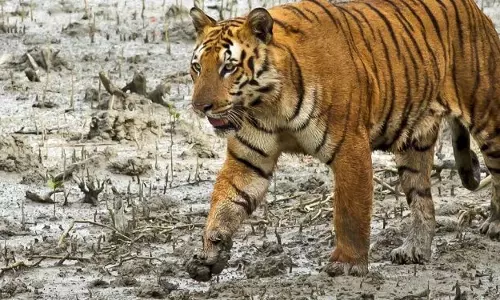Odisha:  शिकारियों ने दो रॉयल बंगाल टाइगर और 12 तेंदुओं को मार डाला
