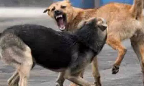होली के सप्ताहांत में Benaulim बीच पर रूसी पर्यटक पर आवारा कुत्तों ने हमला किया होली के सप्ताहांत में Benaulim बीच पर रूसी पर्यटक पर आवारा कुत्तों ने हमला किया