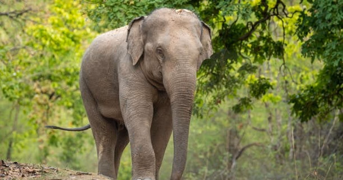 Assam : पश्चिमी कार्बी आंगलोंग जिले में वन कार्यालय में आग लगा दी गई Assam : पश्चिमी कार्बी आंगलोंग जिले में वन कार्यालय में आग लगा दी गई