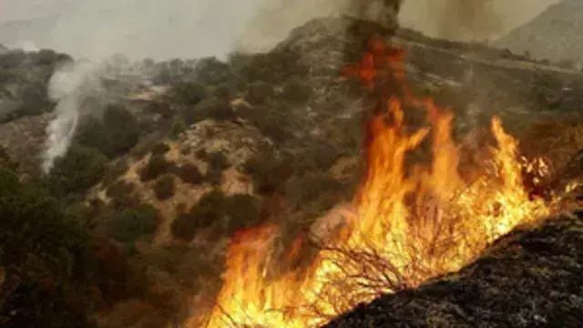 Singrauli: संजय नेशनल पार्क के जंगल में भीषण आग, वन्यजीवों का पलायन शुरू Singrauli: संजय नेशनल पार्क के जंगल में भीषण आग, वन्यजीवों का पलायन शुरू