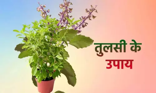 Chaitra Month : चैत्र माह में करें तुलसी के ये अचूक उपाय, होंगे अद्भुत लाभ