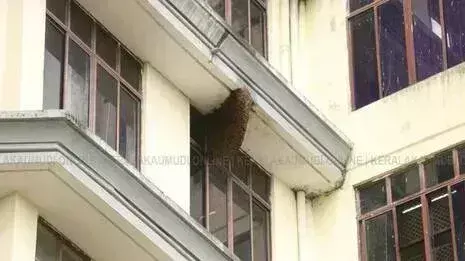 Thiruvananthapuram कलेक्ट्रेट में आज भी मधुमक्खियों का हमला Thiruvananthapuram कलेक्ट्रेट में आज भी मधुमक्खियों का हमला
