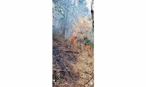 Nagaland : जंगल की आग ने वोखा को तबाह करना जारी रखा
