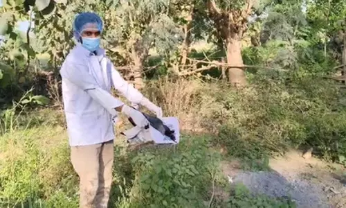 20 कौओं की रहस्यमयी मौत, इलाके में दहशत फैली 20 कौओं की रहस्यमयी मौत, इलाके में दहशत फैली