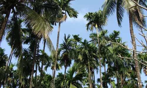 Bengaluru: कर्नाटका में सुपारी बोर्ड बनाने का कोई प्रस्ताव नहीं-केंद्र सरकार