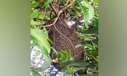 Kerala: मधुमक्खियों के हमले में एक पुलिसकर्मी समेत 11 लोग घायल