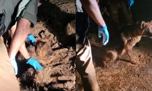 जिंदा बांधकर दफनाए गए कुत्ते को बचाया गया, देखें VIDEO जिंदा बांधकर दफनाए गए कुत्ते को बचाया गया, देखें VIDEO