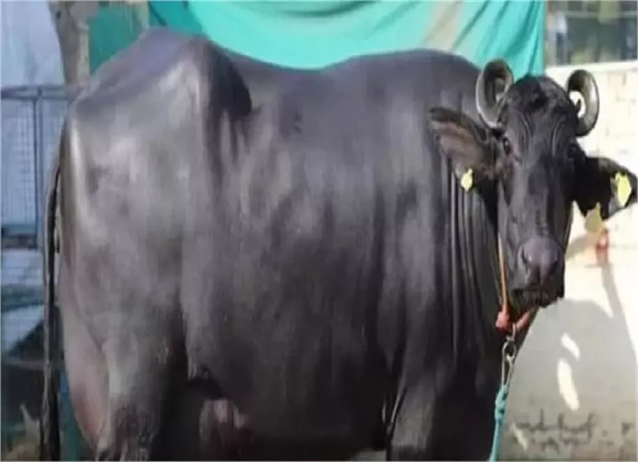Haryana :5 लाख में बिका ये भैंस, खासियत जानकर रह जाएंगे हैरान Haryana :5 लाख में बिका ये भैंस, खासियत जानकर रह जाएंगे हैरान