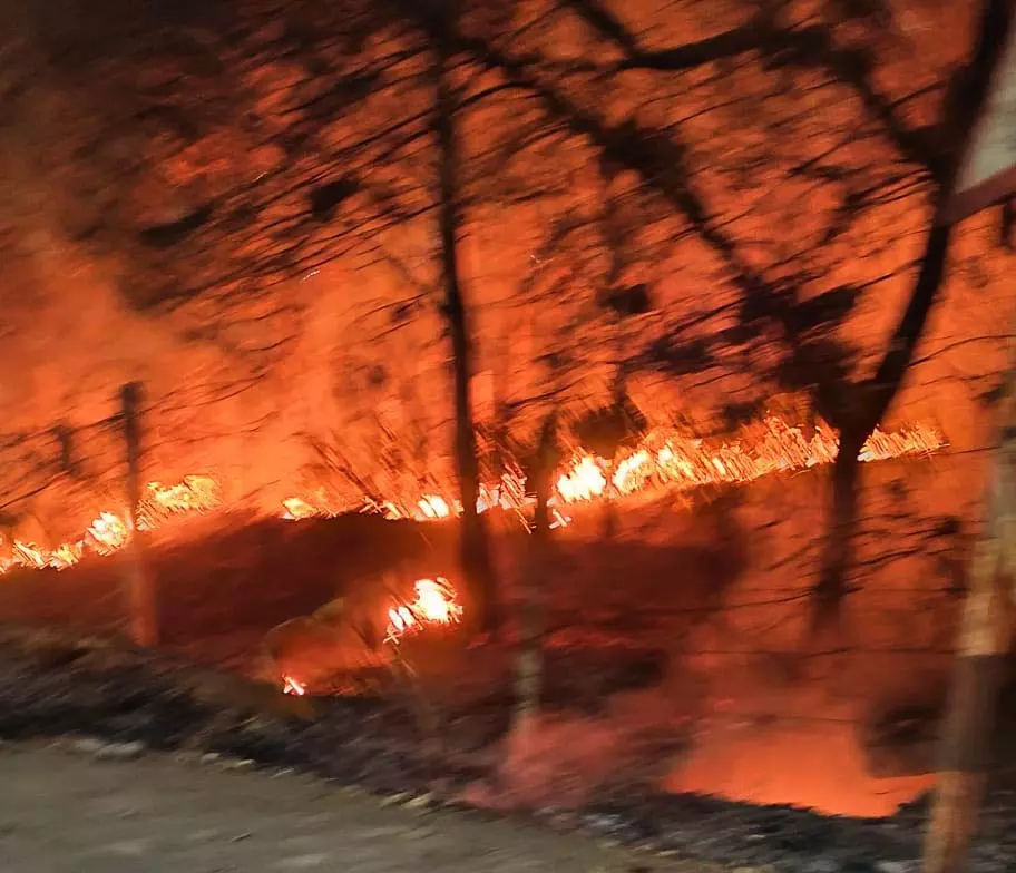 नर्सरी आग की चपेट में, कुछ ही दूरी पर है कलेक्टर बंगला नर्सरी आग की चपेट में, कुछ ही दूरी पर है कलेक्टर बंगला