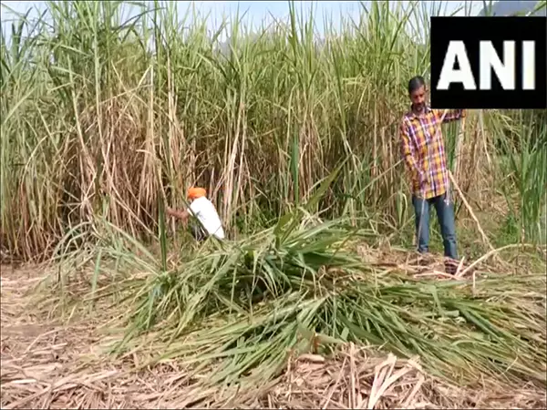 खाद्य प्रसंस्करण उद्योग मंत्रालय-PMFME योजना ने उधमपुर में रसायन मुक्त गुड़ उत्पादन को बढ़ावा दिया खाद्य प्रसंस्करण उद्योग मंत्रालय-PMFME योजना ने उधमपुर में रसायन मुक्त गुड़ उत्पादन को बढ़ावा दिया