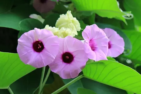 चमत्कारी औषधि है विधारा, कई बीमारियों में कारगर चमत्कारी औषधि है विधारा, कई बीमारियों में कारगर
