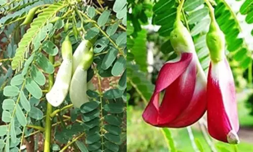 संजीवनी बूटी से कम नहीं ‘अगस्त्य का पेड़’, सिरदर्द, डायबिटीज समेत इन बीमारियों का रामबाण इलाज संजीवनी बूटी से कम नहीं ‘अगस्त्य का पेड़’, सिरदर्द, डायबिटीज समेत इन बीमारियों का रामबाण इलाज