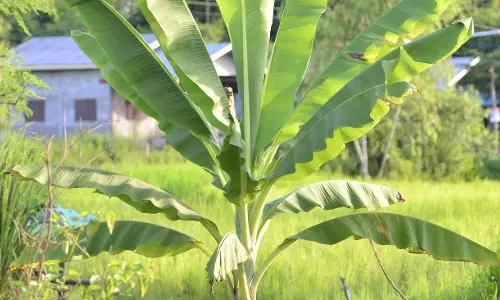 धर्म:  गुरुवार को ऐसा करने से परिवार पर श्री हरि और मां लक्ष्मी की कृपा बनी रहती है