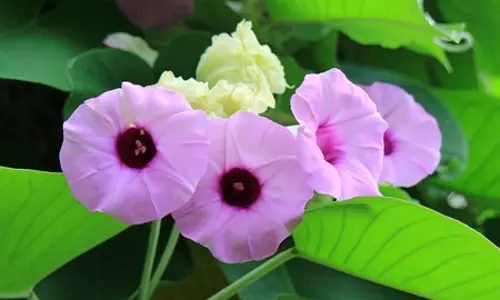चमत्कारी औषधि है विधारा, कई बीमारियों में कारगर