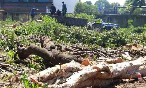 Jalandhar: नए पौधे न लगाए जाने से शहर में हरियाली खत्म होने का खतरा Jalandhar: नए पौधे न लगाए जाने से शहर में हरियाली खत्म होने का खतरा