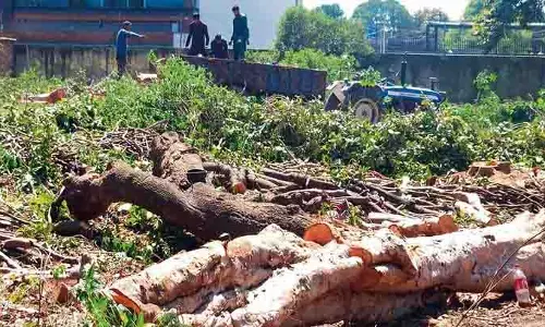 Jalandhar: नए वृक्षारोपण की निगरानी के लिए कोई एजेंसी नहीं