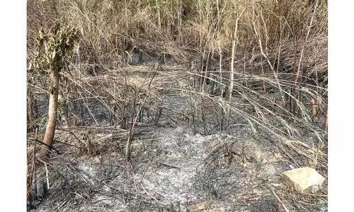 वोखा जंगल की आग पर काबू पाया गया, लापता सहायताकर्मी को बचाया गया