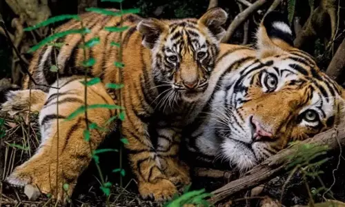 छत्तीसगढ़ में बाघों की घटती संख्या पर सांसद बृजमोहन चिंतित, टाइगर रिजर्व विस्तार की मांग