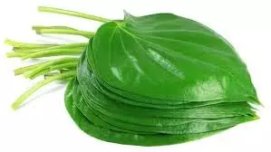 Health: खाना खाने के बाद चबाएं पान का पत्ता, पेट से लेकर सांस तक सब रहेगा दुरुस्त Health: खाना खाने के बाद चबाएं पान का पत्ता, पेट से लेकर सांस तक सब रहेगा दुरुस्त