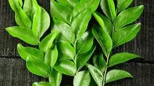 Health: करी पत्ते में छिपा है कई बीमारियों का इलाज, सुबह खाली पेट ऐसे करें सेवन Health: करी पत्ते में छिपा है कई बीमारियों का इलाज, सुबह खाली पेट ऐसे करें सेवन