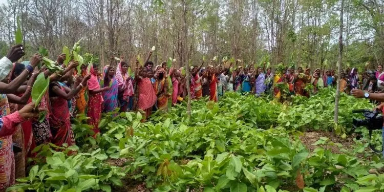 विशेषज्ञों ने वनों की भूमिका पर नए सिरे से ध्यान देने का आह्वान किया विशेषज्ञों ने वनों की भूमिका पर नए सिरे से ध्यान देने का आह्वान किया