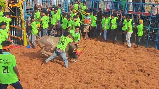 विरालिमलाई कीलाकुरिची जल्लीकट्टू प्रतियोगिता: 5 खिलाड़ी घायल! विरालिमलाई कीलाकुरिची जल्लीकट्टू प्रतियोगिता: 5 खिलाड़ी घायल!