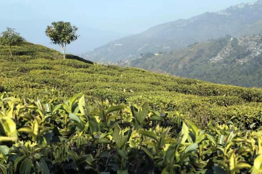 Bengal: बकाया वेतन के लिए चाय बागान मजदूर हड़ताल पर Bengal: बकाया वेतन के लिए चाय बागान मजदूर हड़ताल पर