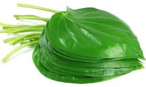 Health: खाना खाने के बाद चबाएं पान का पत्ता, पेट से लेकर सांस तक सब रहेगा दुरुस्त Health: खाना खाने के बाद चबाएं पान का पत्ता, पेट से लेकर सांस तक सब रहेगा दुरुस्त