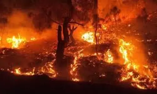 MP News: जंगल में लगी भीषण आग, दमकल ने कड़ी मशक्कत के बाद पाया काबू