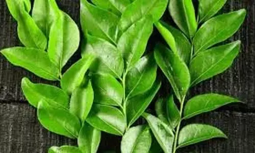 Health: करी पत्ते में छिपा है कई बीमारियों का इलाज, सुबह खाली पेट ऐसे करें सेवन